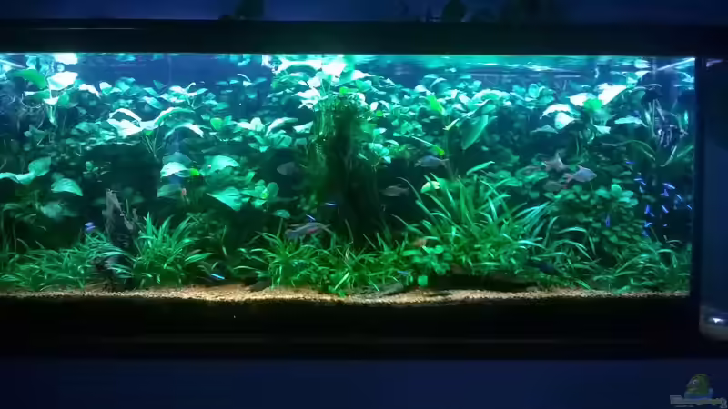 August 2015 von Steven Müller (12)