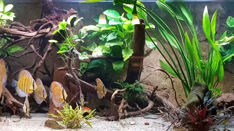 August 2019 - grüne Diskus F1 sind eingezogen von ravaka (10)