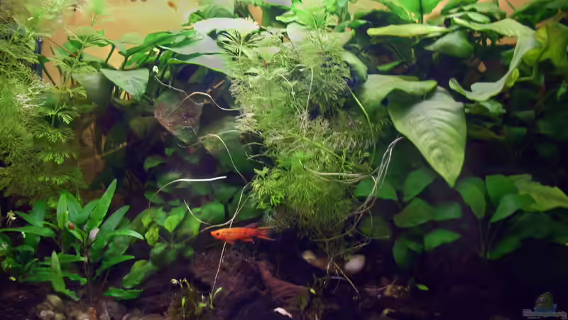 August 2021 von Roland Saager (2)