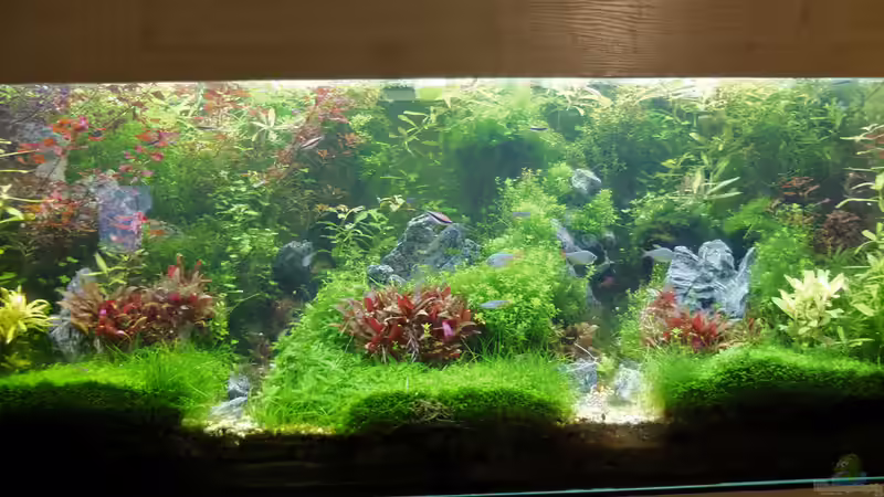 August mit neuen Steinen und Fischbesatz von rorchi (3)