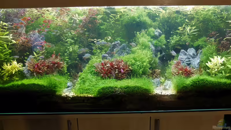 August mit neuen Steinen und Fischbesatz von rorchi (4)