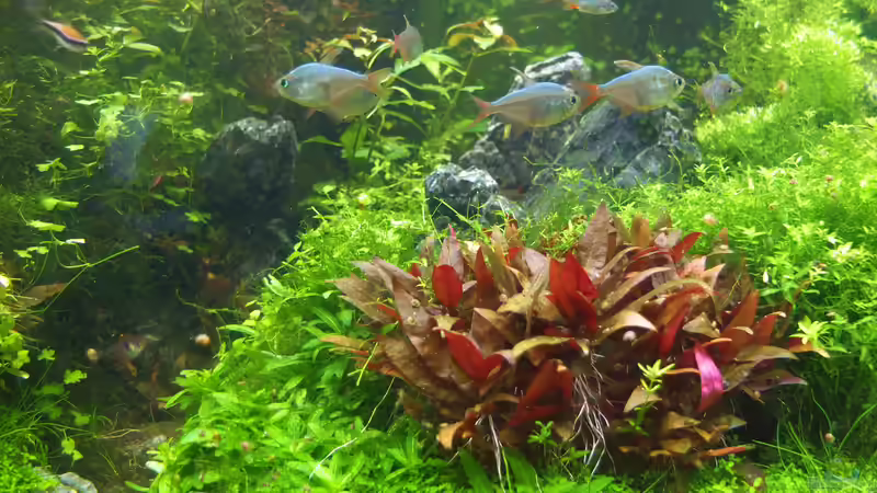 August mit neuen Steinen und Fischbesatz von rorchi (8)