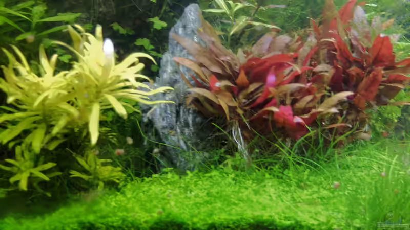 August mit neuen Steinen und Fischbesatz von rorchi (9)