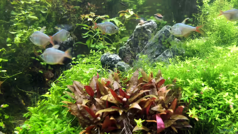 August mit neuen Steinen und Fischen von rorchi (11)