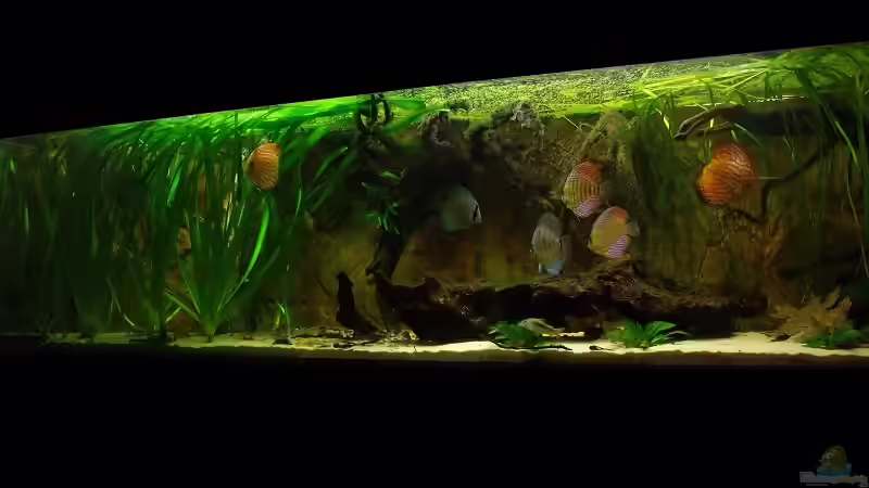 August-November2011 von PH Neutral (10)