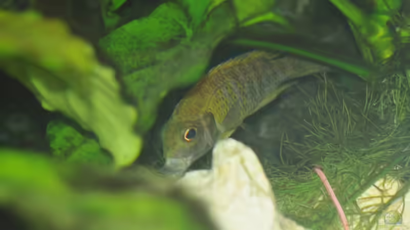 Aul. Beanschi Benga M von Mirco N. (33)