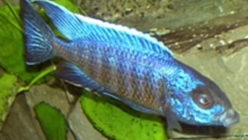 Aul. Chilumba  von Malawi310 (11)