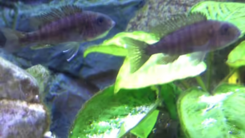 Aul. Chilumba Weibchen und junger Yellow von Malawi310 (12)