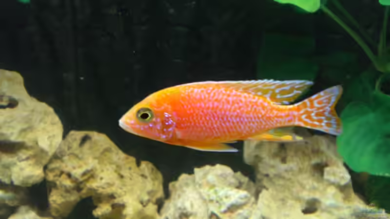 Aul. Firefish M von Mirco N. (12)