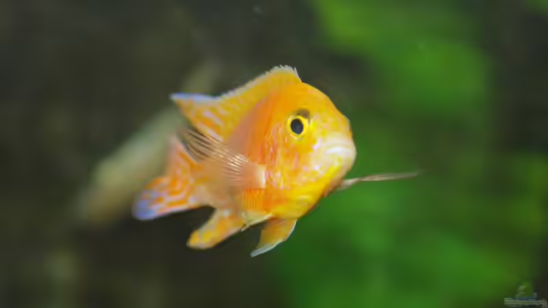 Aul. Firefish M von Mirco N. (28)