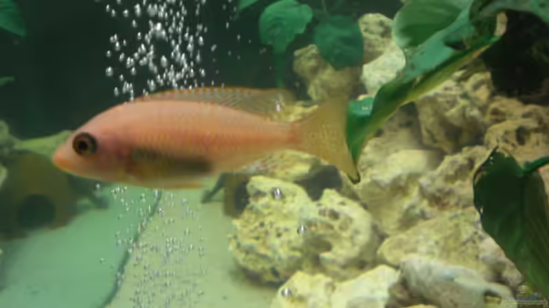 Aul. Firefish W von Mirco N. (13)