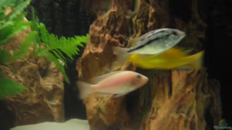 Einrichtungsbeispiele für Aquarien mit Yellow Fire Garnelen (Neocaridina davidi)