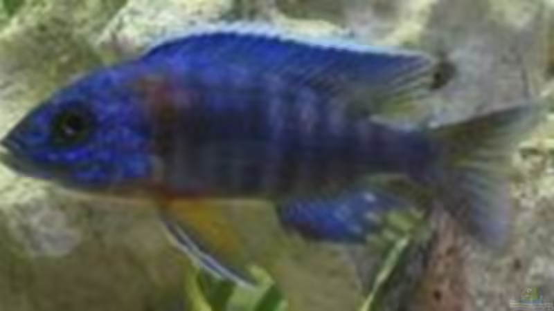 Aul. Hansbaenschi von Tobinhio (5)