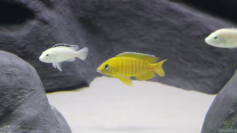 Aul. Maleri + Lab. caeruleus nkhata bay von Vision112 (25)