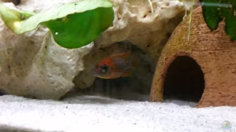 Aul. Red Rubin M (ist noch sehr jung) von Mirco N. (26)