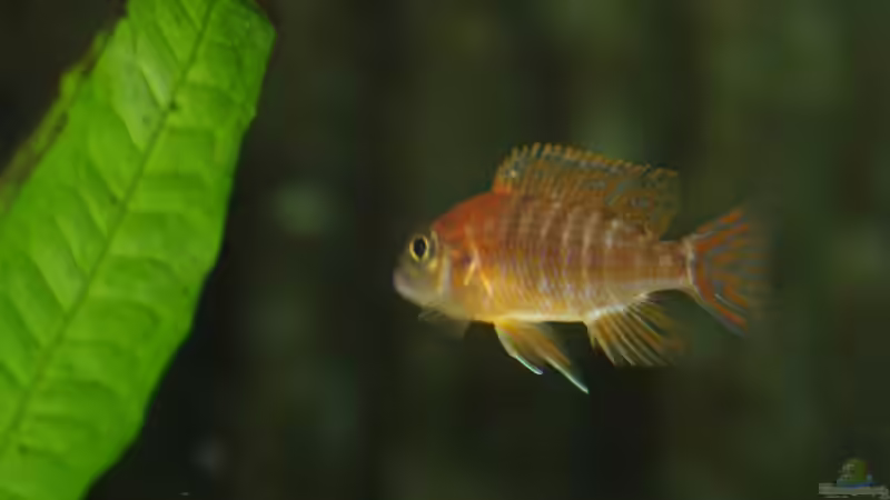 Aul. Red Rubin M (ist noch sehr jung) von Mirco N. (29)