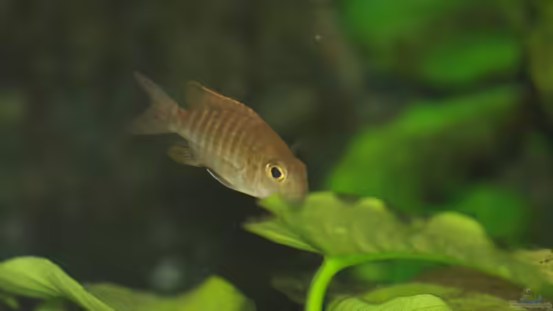 Aul. Red Rubin W (ist noch sehr jung) von Mirco N. (31)