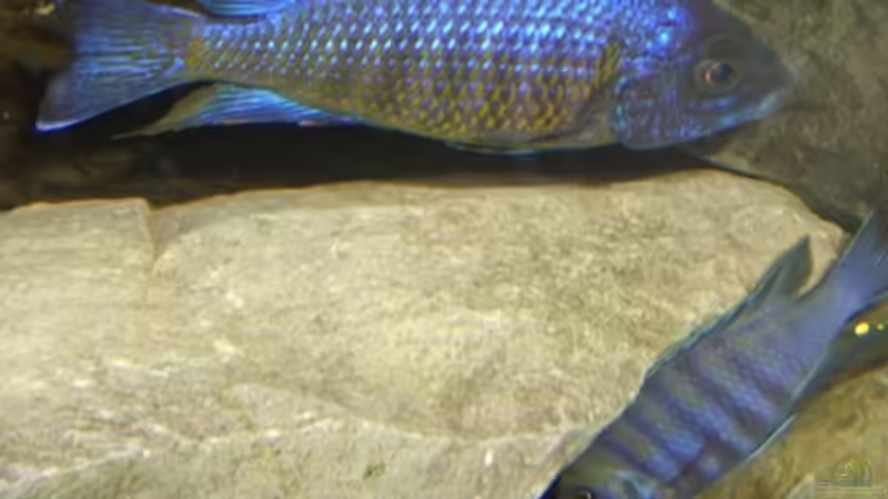 Aul. St. Chilumba von Malawi310 (14)