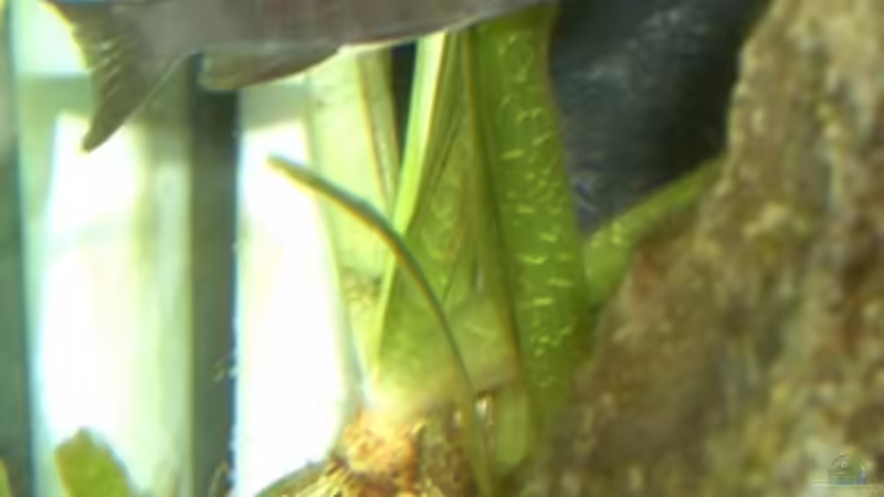 Aul. Stuartgranti Chilumba Weibchen mit Eiern von Malawi310 (10)