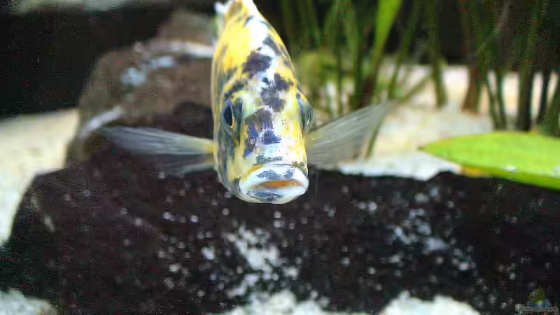 Aulanacara marmelade cat von Edmund Thaler (7)