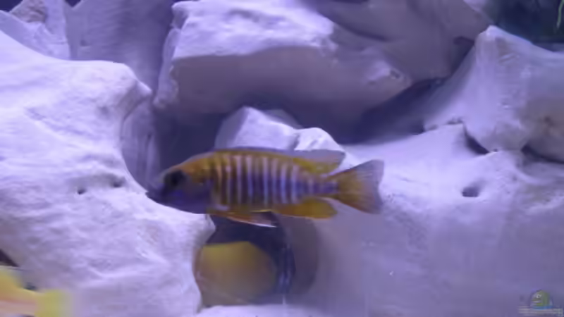 Aulanocara red rubin von Roland Krausgruber (8)