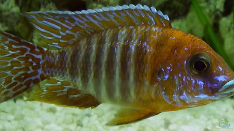 Aulo - m von Tim Meier (5)