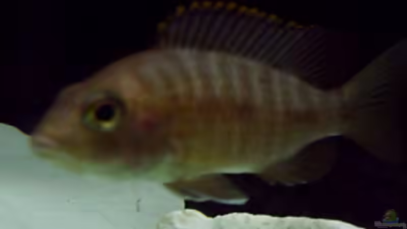 Aulo - w  von Tim Meier (7)