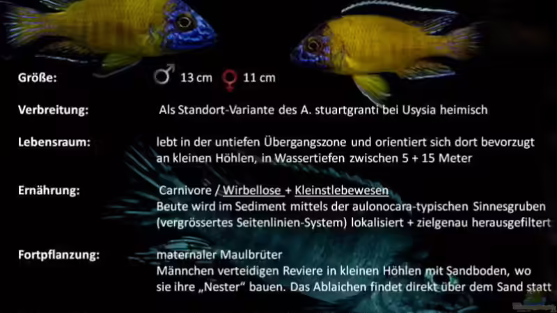 Aulo Usisya (Quelle: Malawi-guru.de) von Jean-Paul Ambord (23)