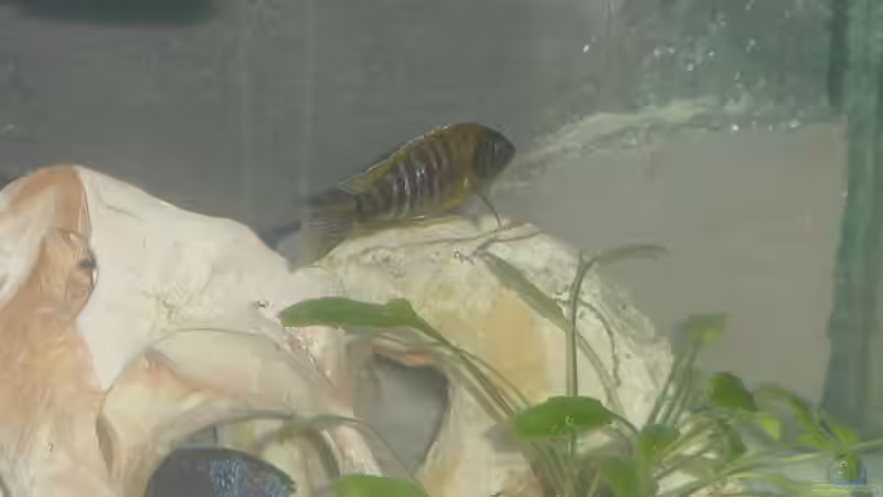 Auloanvara Baenschi Benga Nkhomo Reef 1 Bock--2 Weibchen von Pierre Steinbach (15)