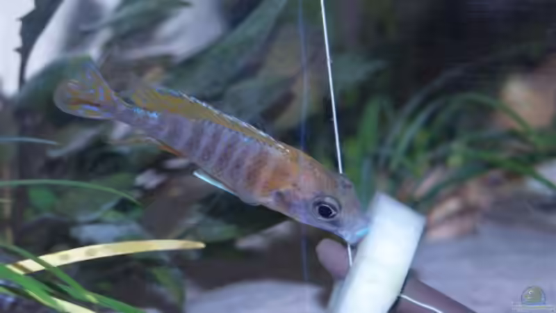 Auloconora bei der Zwischenmahlzeit von Jochen Engelmann (12)