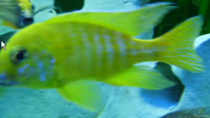 Aulonacara Baenschi von Oliver Ritz (5)