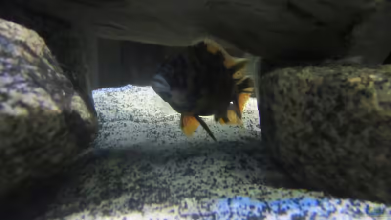 aulonacara marmelade cat von Dunzi (11)