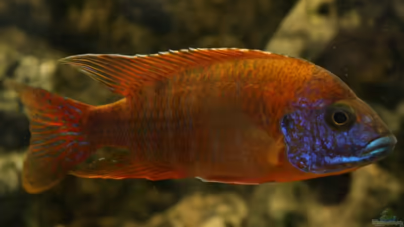 Aulonacara Red Rubin von Rolf Drechsler (5)