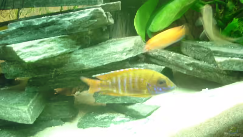 Auloncara baenschi von Christian Kraus (8)