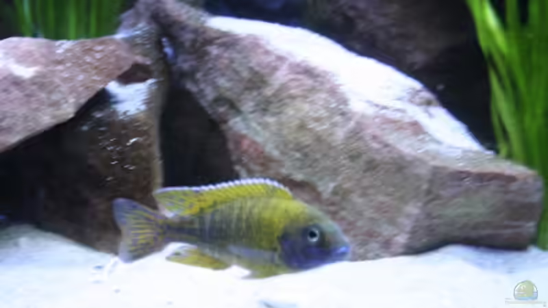 Auloncara Beanschi Benga Bock(16.12.08) von Florian Bandhauer (34)