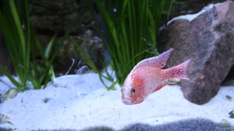 Auloncara Fire Fish Bock(16.12.08) von Florian Bandhauer (36)