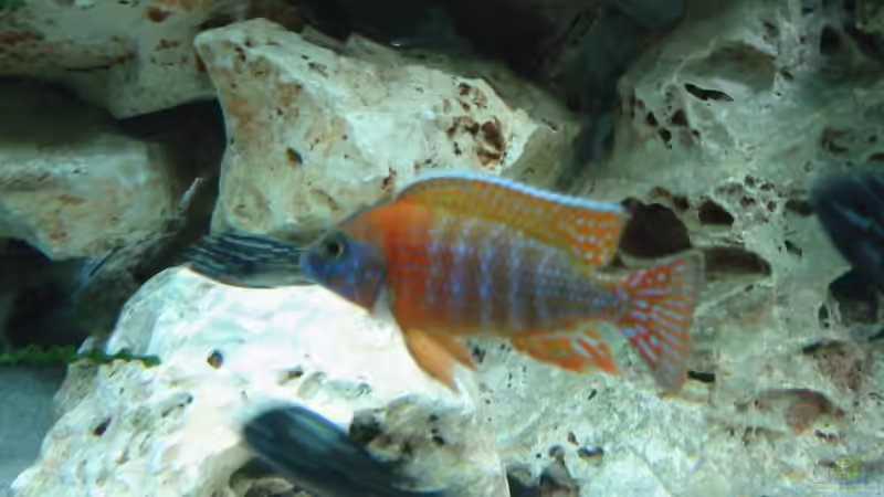 Auloncara Red Rubin von Timo Tschöpel (11)