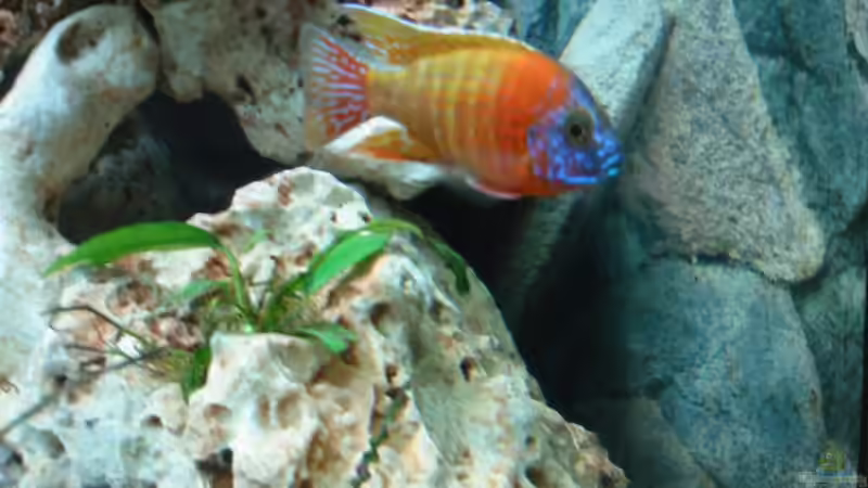 Auloncara Red Rubin von Timo Tschöpel (13)