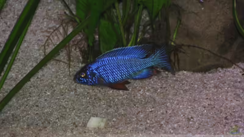 Auloncarabock  von Schielefix (27)