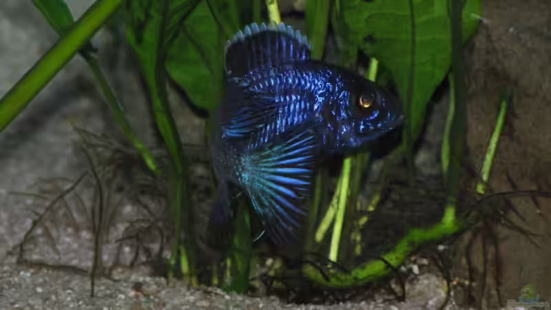 Auloncarabock  von Schielefix (28)