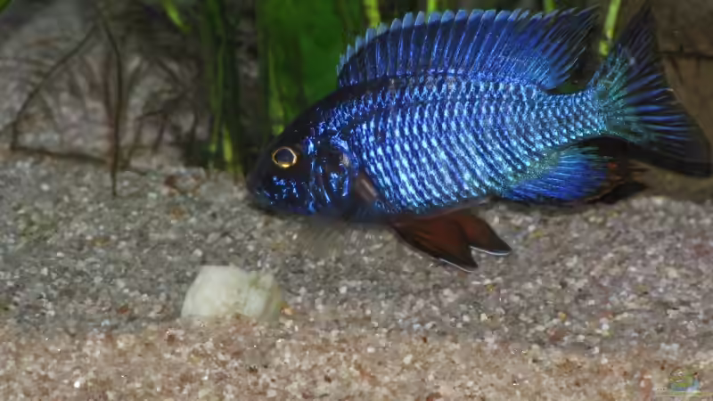 Auloncarabock  von Schielefix (30)