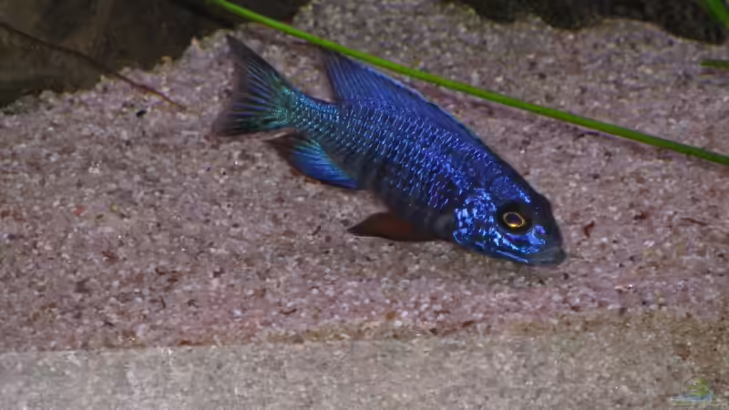 Auloncarabock  von Schielefix (31)