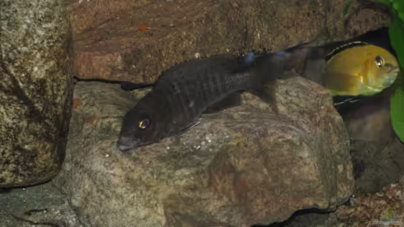 Auloncaramädel und Yellowbock von Schielefix (23)