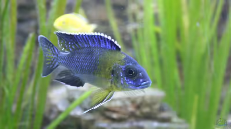 Auloncara(Maulana)Bock! von Florian Bandhauer (41)