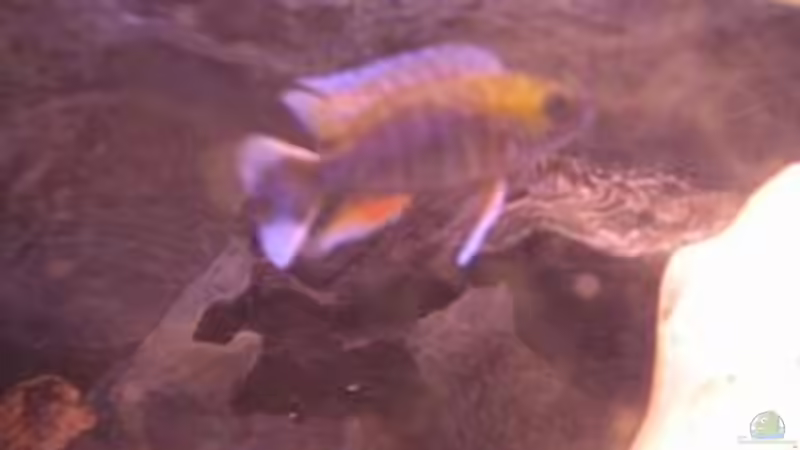 Auloncora Jocobfreibergie von Christoph Fetten (7)