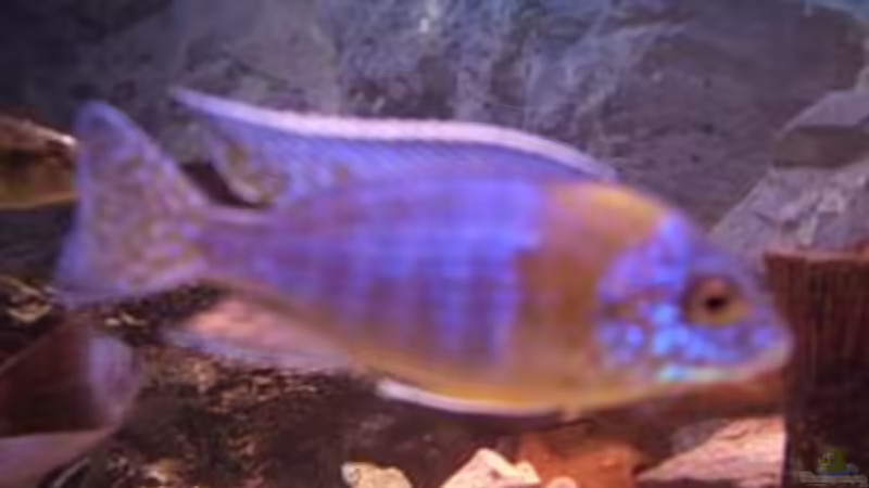 Auloncora Maulana von Christoph Fetten (8)