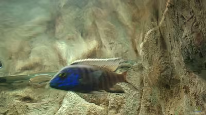 Aulono ngara von Lutz Rall (11)