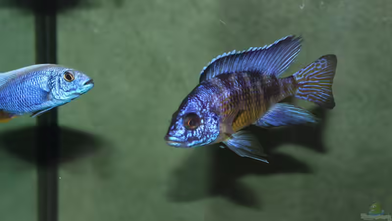 Aulonocara	koningsi ( Mbenji ) von Lemans (21)