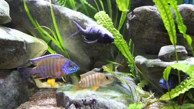 Einrichtungsbeispiele für Copadichromis mloto