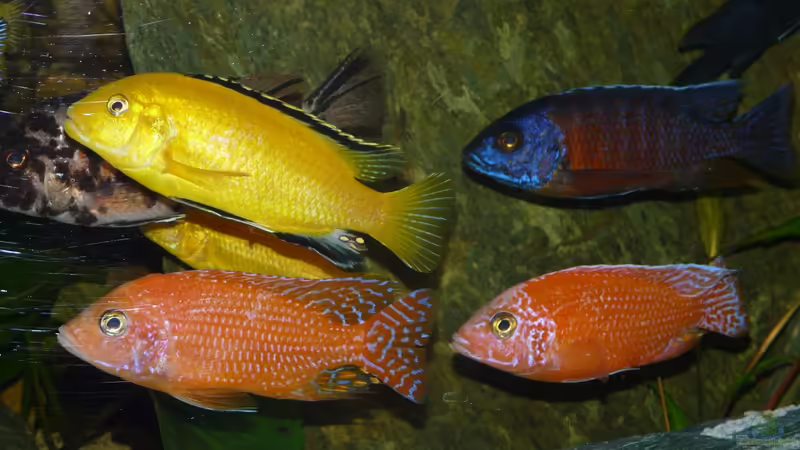 Aulonocara / Yellow von Chrisly (18)